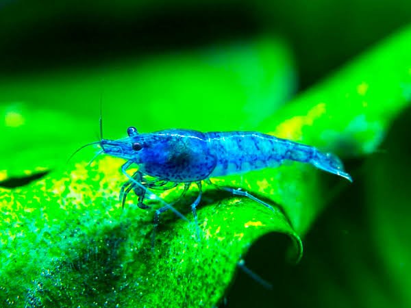 Blue Velvet Shrimp (1 pair) – MJ Aquashoppe