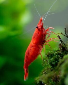 Sakura Red Shrimp (1 pair)