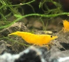 Yellow Shrimp (1 pair)