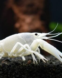 White CrayFish(1 pair)