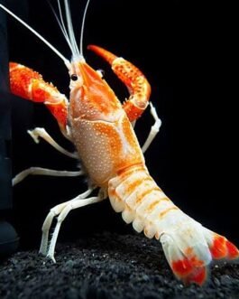 Orange Ghost Crayfish (1 pair)