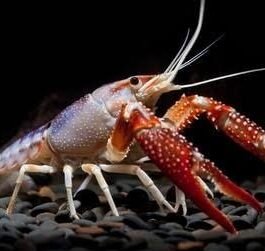 Brown Ghost Crayfish(1 pair)