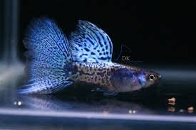 metal blue grass guppy