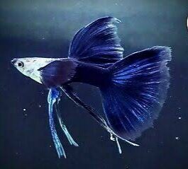 HB Blue Over Tail Guppy(1 pair)