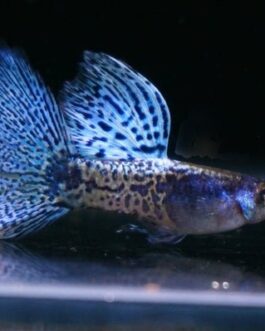 Metal Blue Lace Guppy(1 pair)