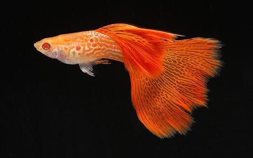 albino red lace guppy