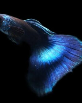 Blue Moscow Guppy(1 pair)