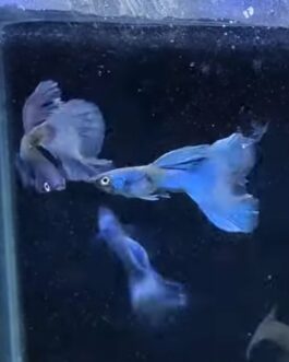 Moscow Violet Round Tail Guppy(1 pair)