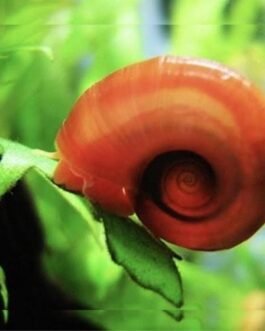 Red Ramshorn Snail(5 nos)