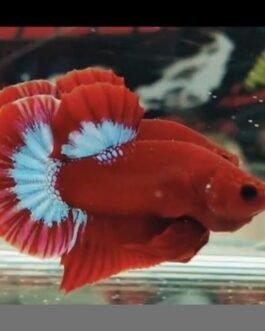 Hellboy Plakad Betta(1 pair)