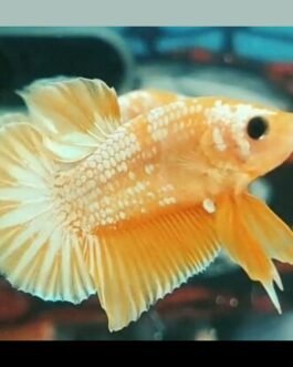 Yellow FCCP Plakad Betta (1 pair)