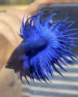 Blue Crowntail Betta(1pair)