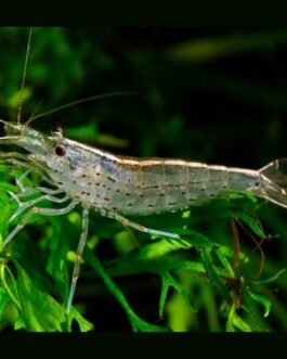 Amano Shrimp(1 pcs)