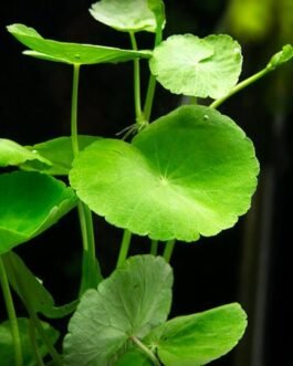 Hydrocotyle leucocephala(5 stem)