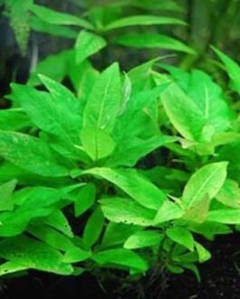 Hygrophila corymbosa Compacta(3 stem)