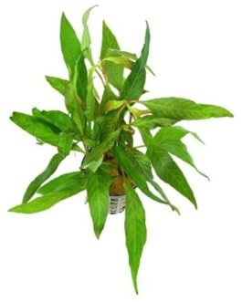 Hygrophila stricta(5 stem)