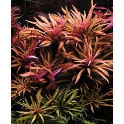 Limnophila aromatica purple(5 stem)