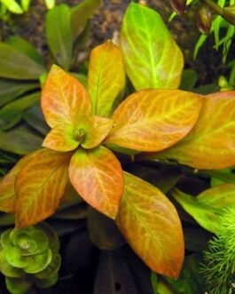 Ludwigia ovalis(6 stem)