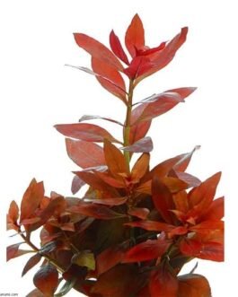 Ludwigia repens rubin limited quantity(8 stem)