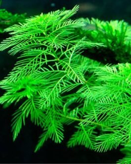 Myriophyllum green (s)(5 stem)