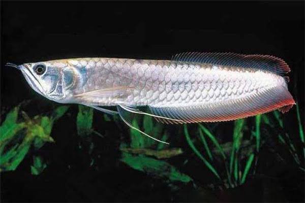 3 inch arowana