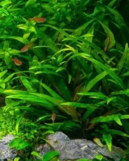 Cryptocoryne lucens(2 Rhizomes)