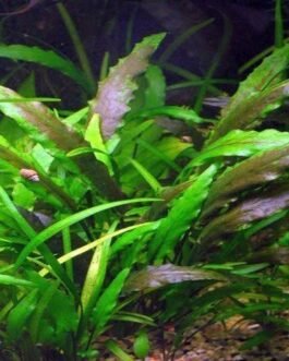 Cryptocoryne lutea(2 Rhizomes)