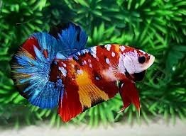 Multi Galaxy hmpk Betta(1 pair)