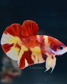 Yellow Base Candy Betta(1pair)