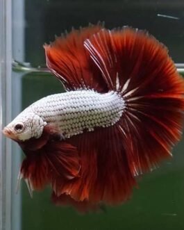 Red Dragon Rosetail Betta(1 pair)