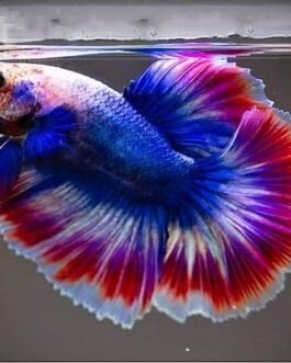 Thaiflag Rosetail Betta(1pair)