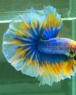 Yellow Grizzle Betta(1pair)