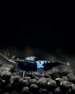 3 pair Black Rilli Shrimp