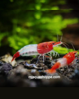 3 pair Red Rilli Shrimp