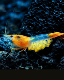 3 pair Orange Rilli Shrimp