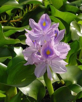 Water Hyacinth(1 Tuber)