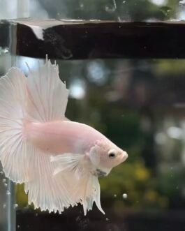 Milky White Ohm Betta(1 pair)