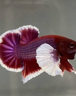 Salamander Dumpo Ear hmpk Betta(1 pair)